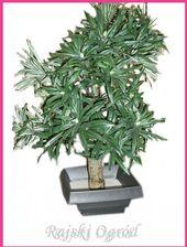 Podocarpus Sztuczne Drzewko Iglak Wysoka 