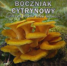 Plantico Boczniak Cytrynowy - Grzybnia