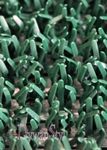 Astroturf astroturf zielony 090 wycieraczka