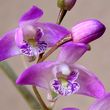 Storczyk Dendrobium Kingianum