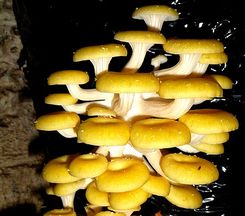 Boczniak cytrynowy. BALOT 3 kg