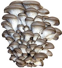 Boczniak Ostrygowaty. BALOT 3 kg