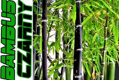 Dream-Garden Czarny Bambus Mrozoodporny 