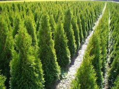 Tuja (Thuja Occeidentalis)