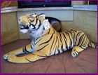 Tygrys Bengalski Siedzący Szczerzący Zęby Dł (90Cm+47Cm Ogon)