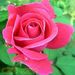  Róża wielkokwiatowa - różowa