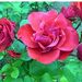  Róża pnąca - różowa