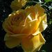  Róża pnąca - żółta