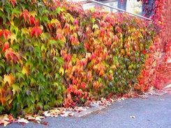 WINOBLUSzCz TRÓJKLAPOWY (Parthenocissus 