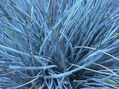 KOSTRzEWA SINA, NIEBIESKA TRAWA (Festuca 