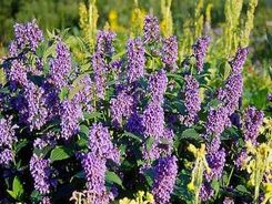 KOCIMIĘTKA (Nepeta mussini)