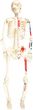 Opticon Model Anatomiczny QH3302-5